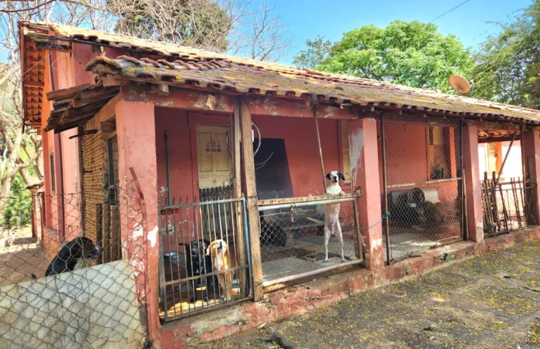 Benja estende a mão e doa tempo e recursos para salvar abrigo de cães