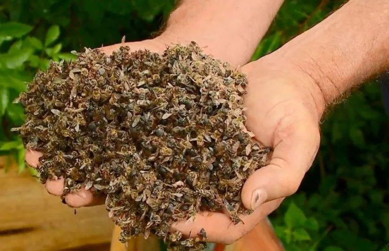 Apicultor Adélfio Longhitano denuncia mortandade de abelhas causada por agrotóxicos na região