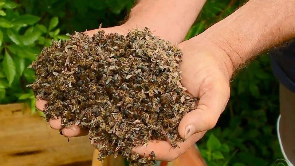 
  Apicultor Adélfio Longhitano denuncia mortandade de abelhas causada por agrotóxicos na região