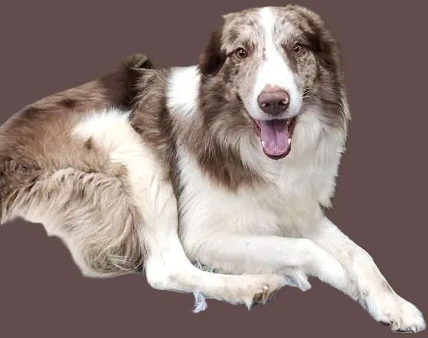 CÃO DESAPARECIDO!