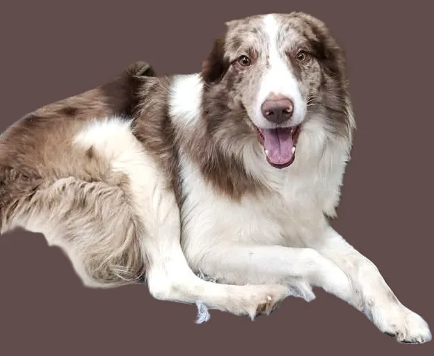 
  CÃO DESAPARECIDO!