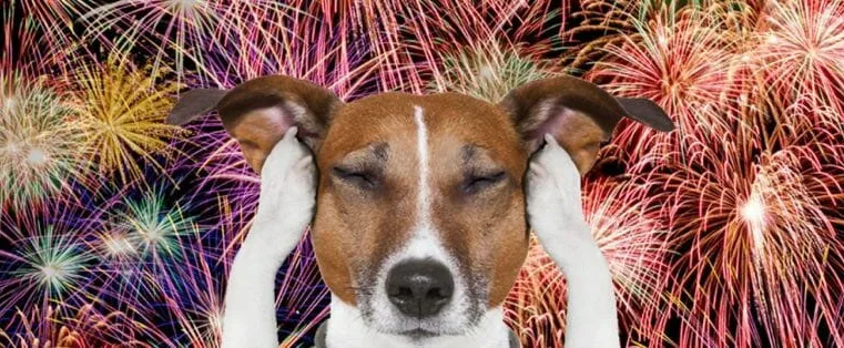 Fogos ilegais e sofrimento animal: um problema que se repete todo fim de ano