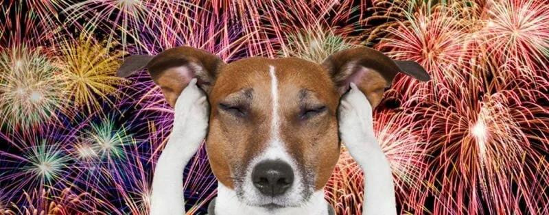 
  Fogos ilegais e sofrimento animal: um problema que se repete todo fim de ano