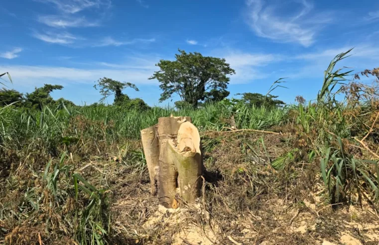 O corte de árvores na estrada entre Taquaritinga e Jurupema gera indignação