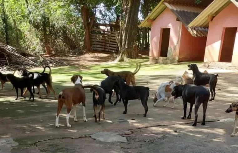 CÃES EM PERIGO: APA SOBREVIVE SEM REPASSES MUNICIPAIS HÁ QUASE TRÊS ANOS