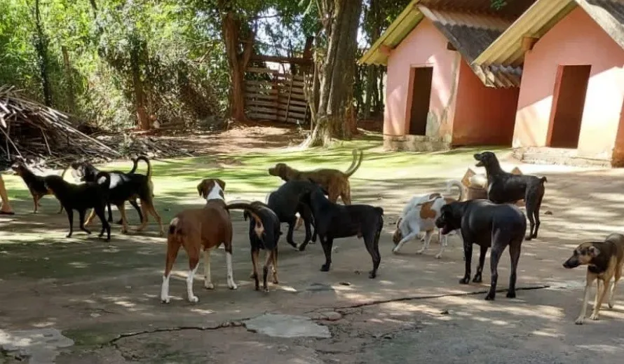 
  CÃES EM PERIGO: APA SOBREVIVE SEM REPASSES MUNICIPAIS HÁ QUASE TRÊS ANOS