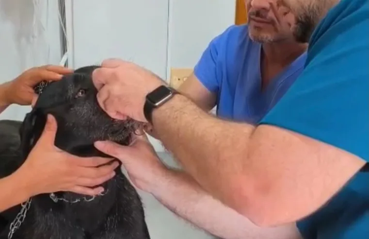 Cão é esfaqueado e sobrevive após ataque brutal em Santa Ernestina