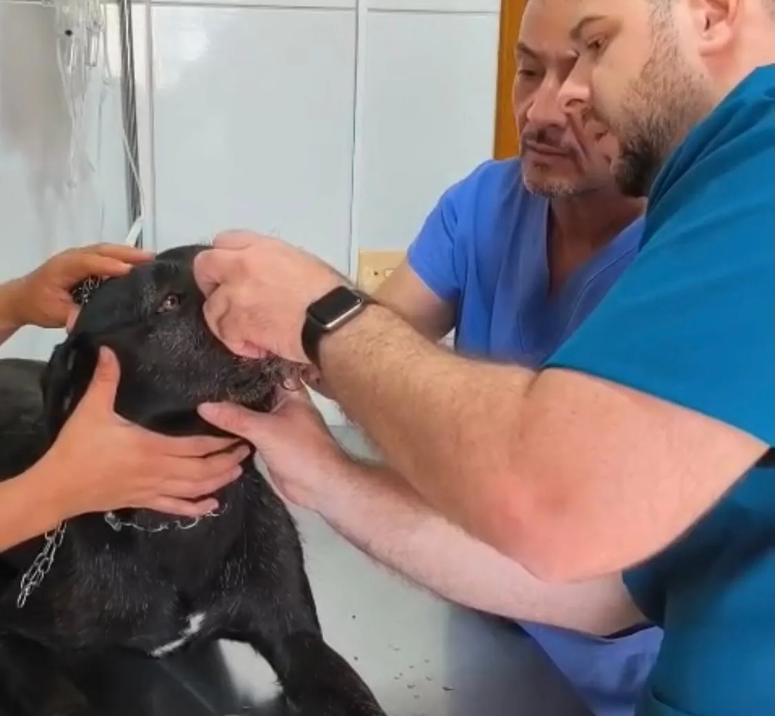 
  Cão é esfaqueado e sobrevive após ataque brutal em Santa Ernestina