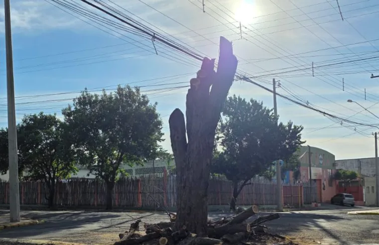 Sem sombra e sem explicação: cortes de árvores geram indignação
