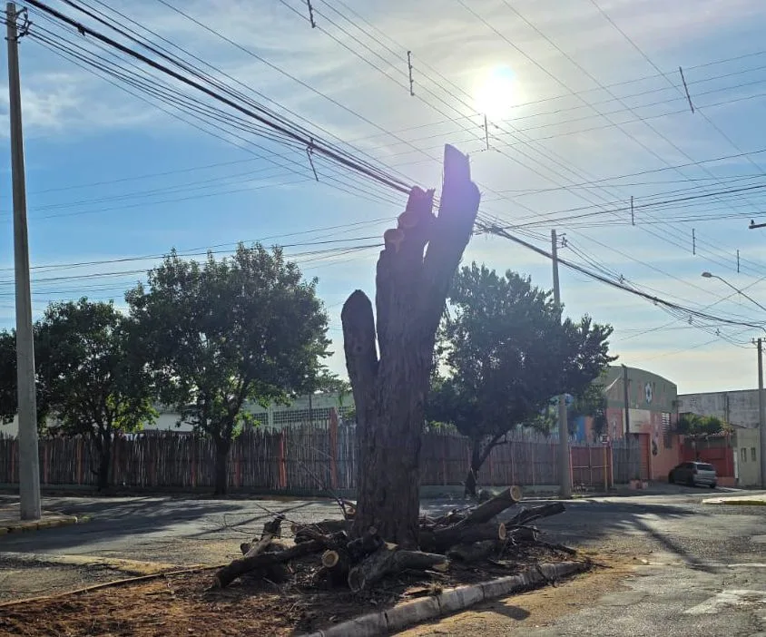 
  Sem sombra e sem explicação: cortes de árvores geram indignação