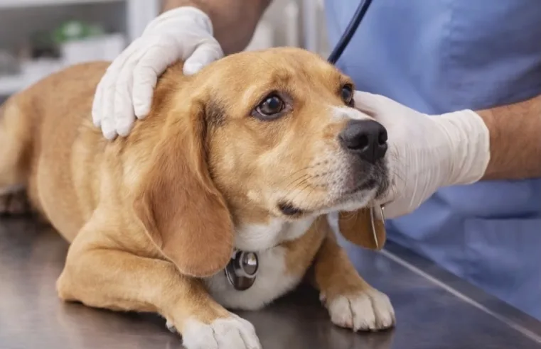 Pets poderão entrar no Imposto de Renda e aliviar gastos de tutores