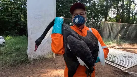 
  Crueldade contra animais choca autoridades e mobiliza operação em Ibaté