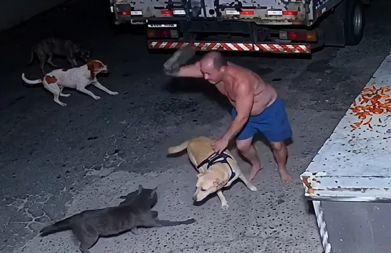 Cães à solta apavoram moradores                             