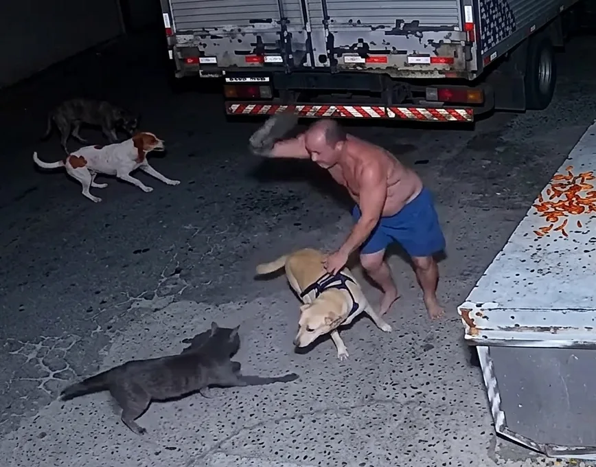 
  Cães à solta apavoram moradores                             